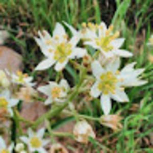 Meet your Posher, Betsy